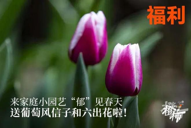 000份新生礼来橙柿过三八节！EVO真人平台便携湿巾、10(图2)
